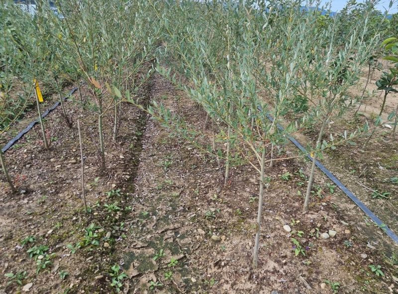 일심묘목농원님의 장터 판매 상품 [화이트핑크셀릭스 3년생 분묘] 첨부 사진