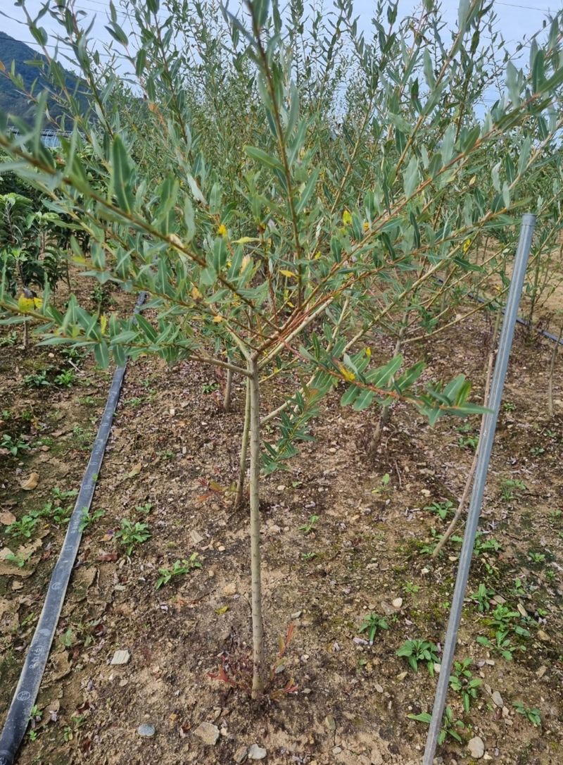 일심묘목농원님의 장터 판매 상품 [화이트핑크셀릭스 3년생 분묘] 첨부 사진