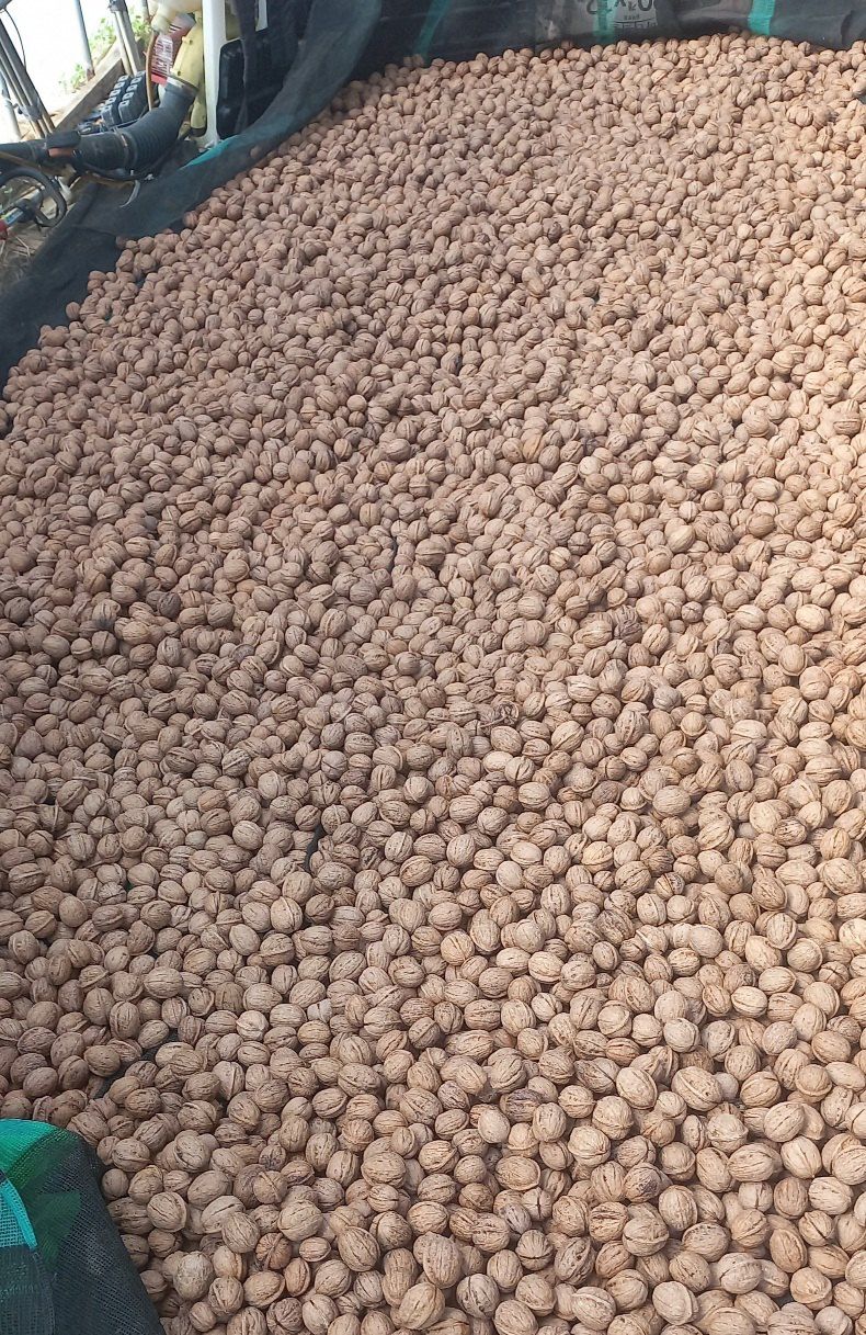 김노형님의 장터 판매 상품 [호두 1kg] 첨부 사진