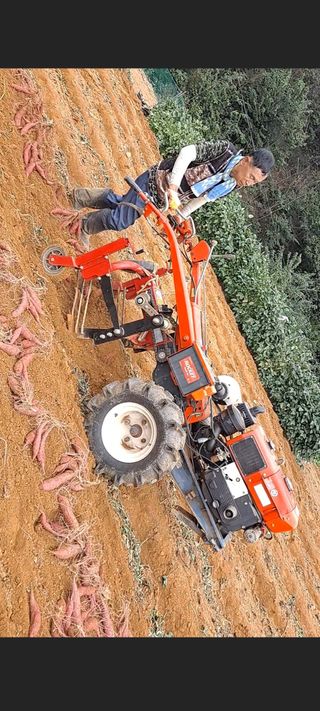 희망농원님의 고구마 · 자유게시판 작성글 사진