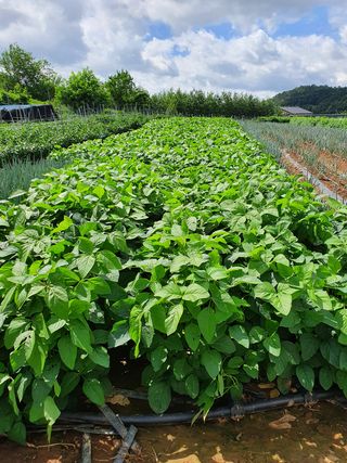 김권수님의 포도 · 자유게시판 작성글 사진