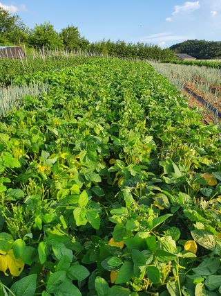 김권수님의 포도 · 자유게시판 작성글 사진