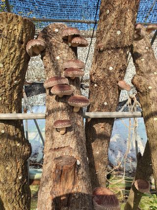 딸기15519님의 버섯 · 수확 작성글 사진