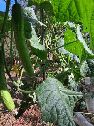 낙엽교목류21691님의 자유주제 · 자유게시판 작성글 사진