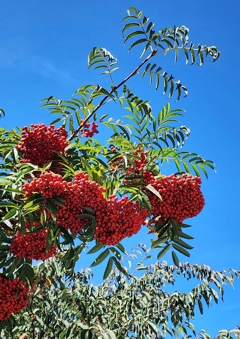 장터 상품 [마가목 열매] 썸네일