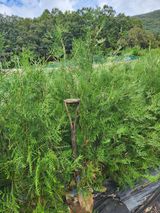 팜모닝 기타작물·자유게시판 게시글 이미지