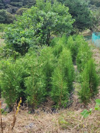 영팔이님의 기타작물 · 자유게시판 작성글 사진