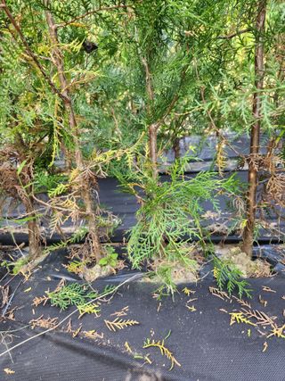 영팔이님의 기타작물 · 자유게시판 작성글 사진