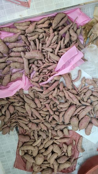 장선영님의 고구마 · 자유게시판 작성글 사진