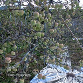 최동구님의 자유주제 · 자유게시판 작성글 사진