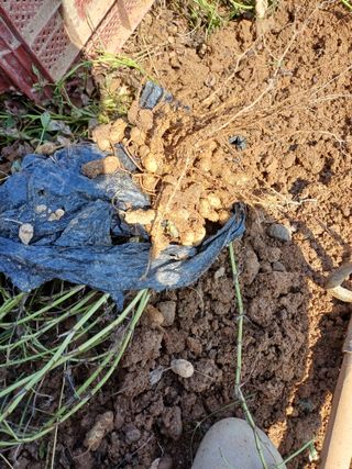 계란후라이꽃님의 작목반 소개하고 지원받기 · 참여글 작성글 사진