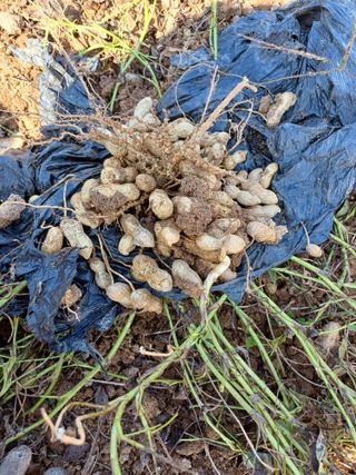 계란후라이꽃님의 작목반 소개하고 지원받기 · 참여글 작성글 사진