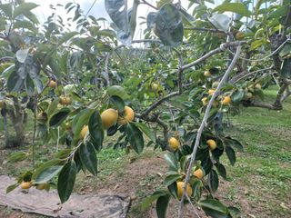 김년욱님의 작목반 소개하고 지원받기 · 참여글 작성글 사진