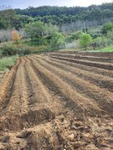 팜모닝 들깨·영농일지 게시글 이미지