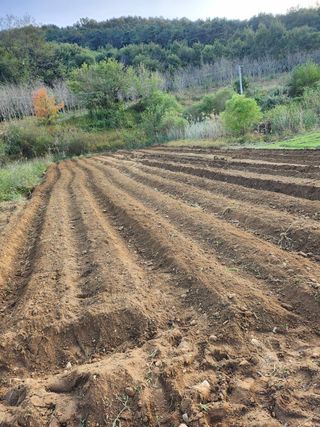 최병훈님의 들깨 · 영농일지 작성글 사진