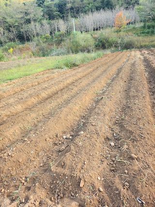 최병훈님의 들깨 · 영농일지 작성글 사진