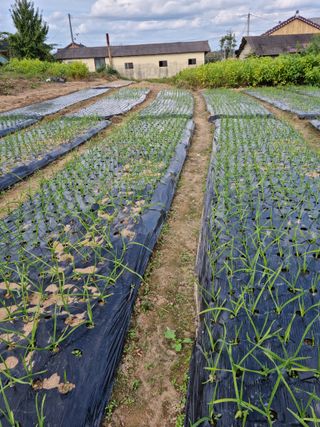 백현호님의 마늘 · 파종작업 작성글 사진