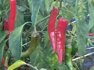 여우내 이순홍님의 고추 · 일상 작성글 사진