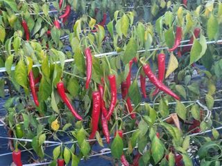 여우내 이순홍님의 고추 · 일상 작성글 사진