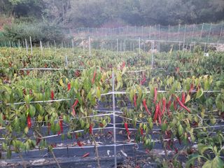 여우내 이순홍님의 고추 · 일상 작성글 사진