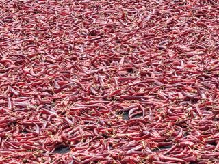 여우내 이순홍님의 고추 · 일상 작성글 사진