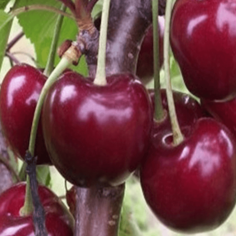 장터 상품 [라핀 (체리나무) 접목 1년생 묘목 ] 썸네일