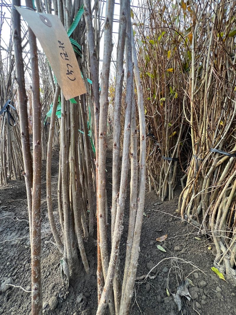 일심묘목농원님의 장터 판매 상품 [라핀 (체리나무) 접목 1년생 묘목 ] 첨부 사진