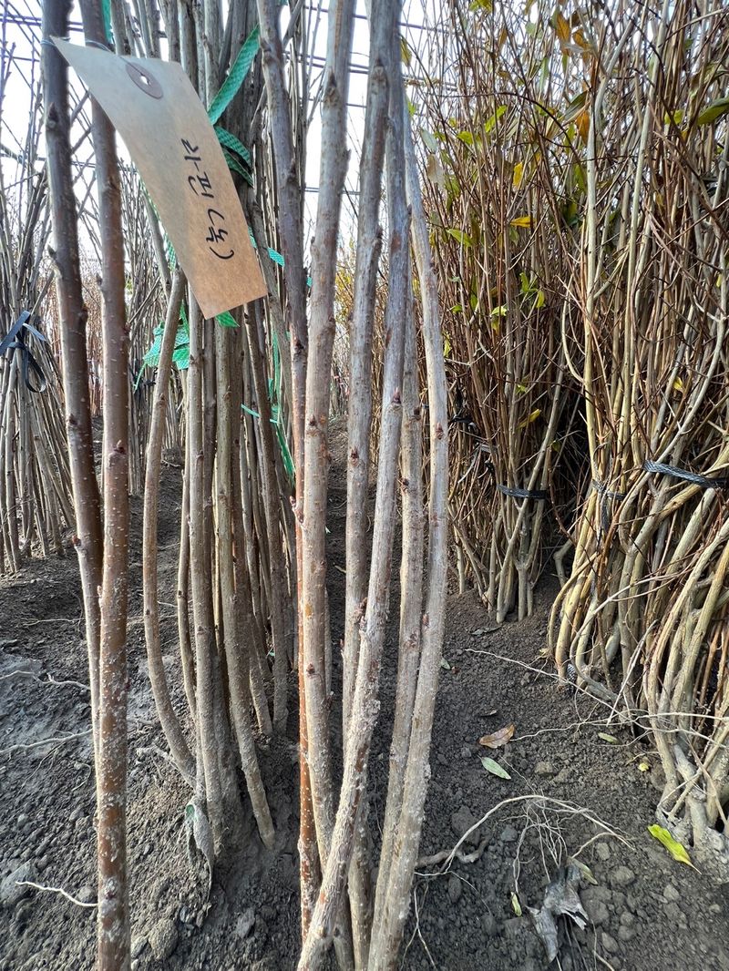 일심묘목농원님의 장터 판매 상품 [라핀 (체리나무) 접목 1년생 묘목 ] 첨부 사진