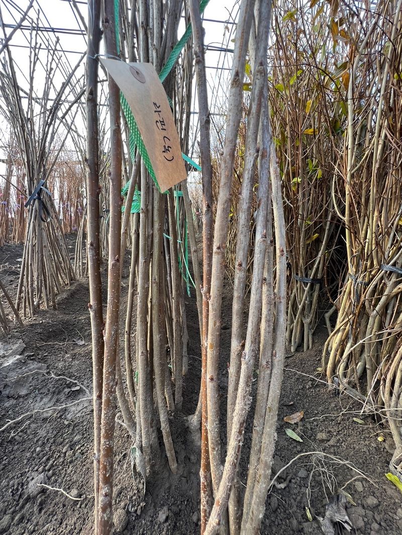 일심묘목농원님의 장터 판매 상품 [라핀 (체리나무) 접목 1년생 묘목 ] 첨부 사진