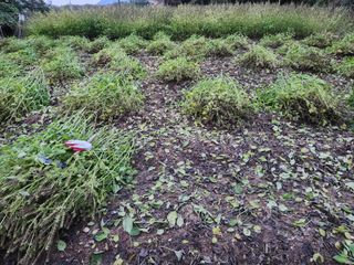 장재갑님의 들깨 · 영농일지 작성글 사진