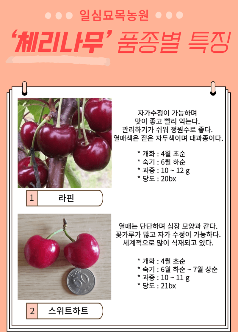 일심묘목농원님의 장터 판매 상품 [스위트하트(체리나무) 접목 1년생 묘목] 첨부 사진