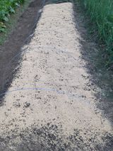 팜모닝 배추·영농일지 게시글 이미지