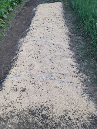 청계닭님의 배추 · 영농일지 작성글 사진