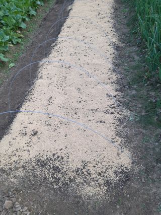 청계닭님의 배추 · 영농일지 작성글 사진