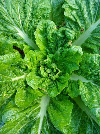 이상애초보농업님의 배추 · 비료•농약 작성글 사진