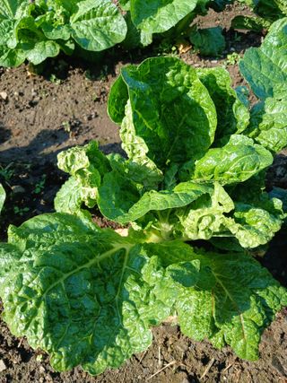 이상애초보농업님의 배추 · 비료•농약 작성글 사진