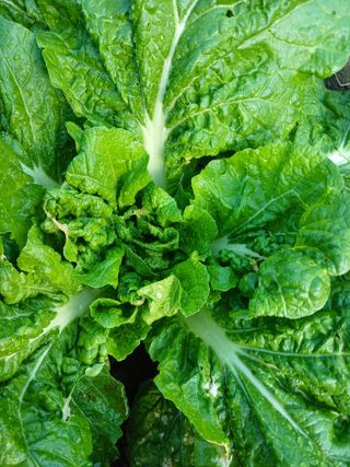 이상애초보농업님의 배추 · 비료•농약 작성글 사진