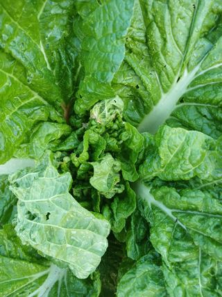 이상애초보농업님의 배추 · 비료•농약 작성글 사진