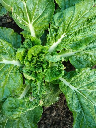 이상애초보농업님의 배추 · 비료•농약 작성글 사진