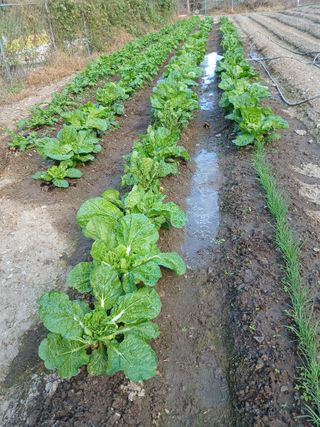 이상애초보농업님의 배추 · 비료•농약 작성글 사진