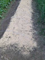 팜모닝 배추·파종•정식 게시글 이미지