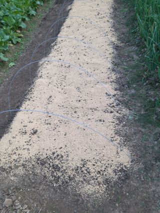 청계닭님의 배추 · 파종•정식 작성글 사진