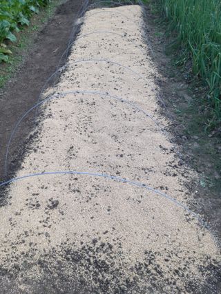 청계닭님의 배추 · 파종•정식 작성글 사진