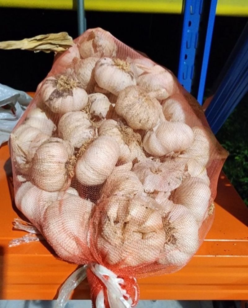 블루베리7401님의 장터 판매 상품 [올해 수확한 마늘 팝니다] 첨부 사진