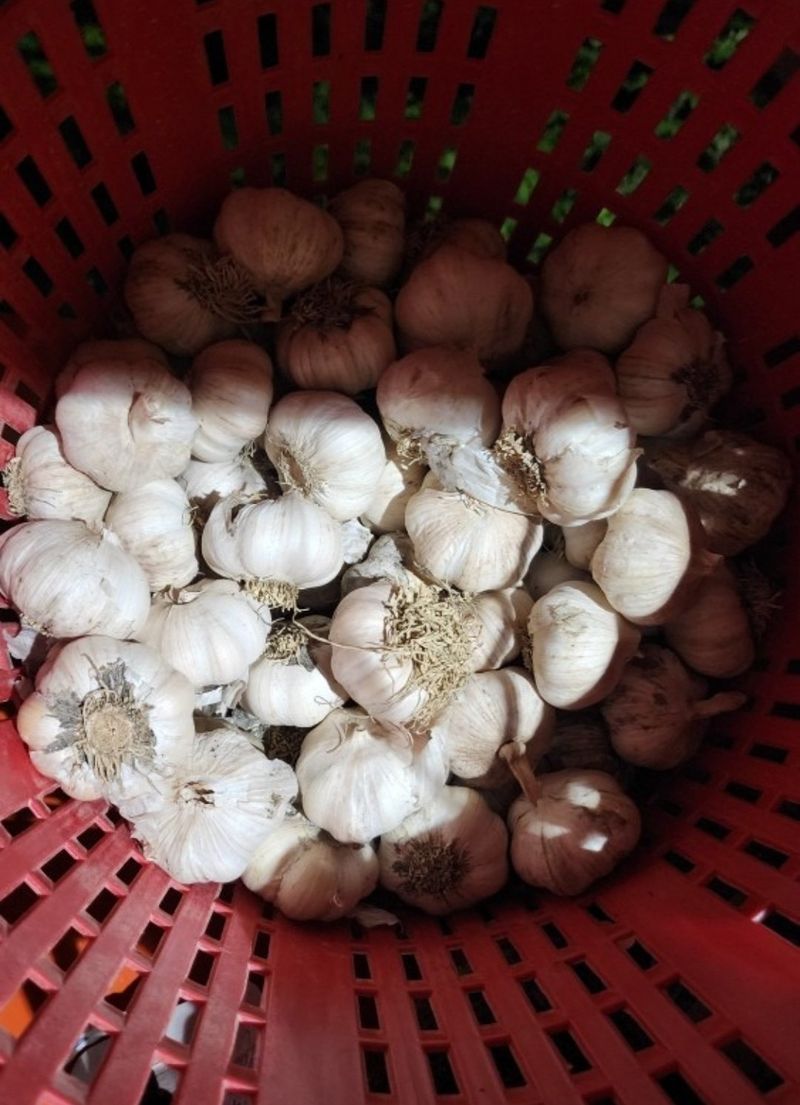 블루베리7401님의 장터 판매 상품 [올해 수확한 마늘 팝니다] 첨부 사진