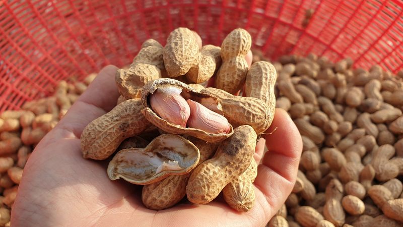 장터 상품 [껍질 안 깐 토종땅콩 종자 300g] 썸네일