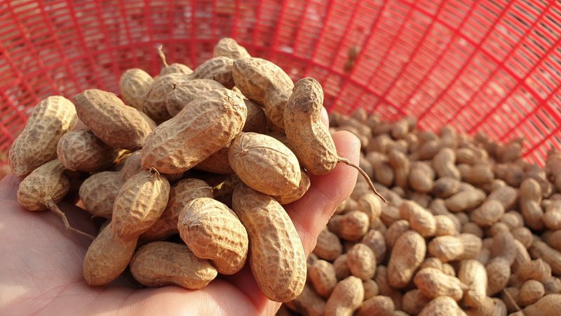 농부아내님의 장터 판매 상품 [껍질 안 깐 토종땅콩 종자 300g] 첨부 사진