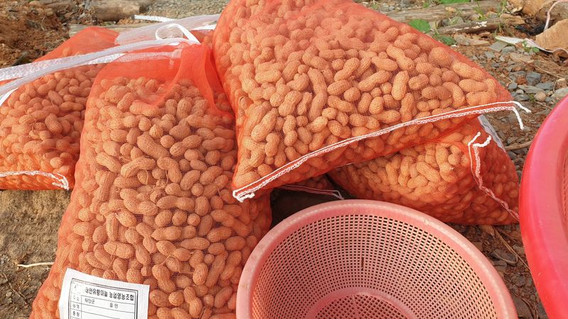농부아내님의 장터 판매 상품 [껍질 안 깐 토종땅콩 종자 300g] 첨부 사진