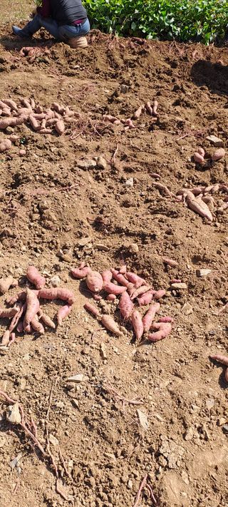 용호님의 고구마 · 영농일지 작성글 사진