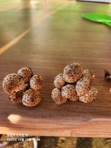 팜모닝 자유주제·자유게시판 게시글 이미지